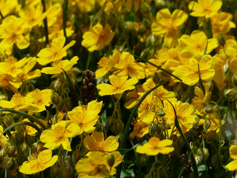 Bloom yellow alpine flower