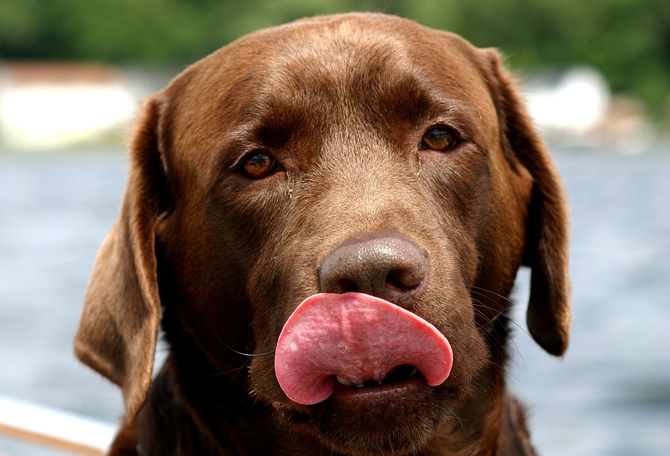 Chocolate tongue brown