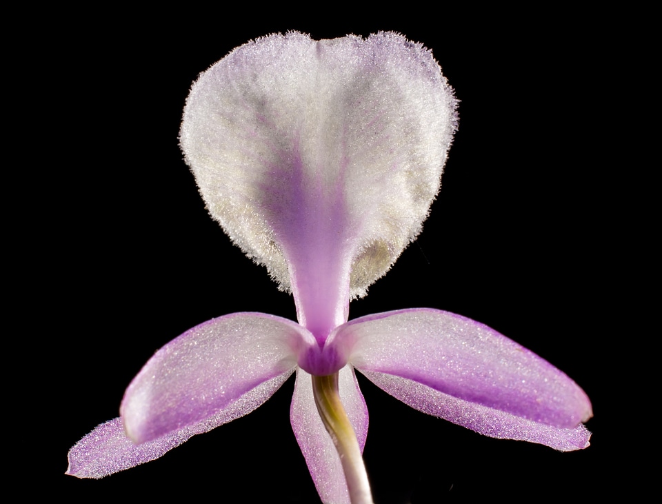 Blossom bloom flower