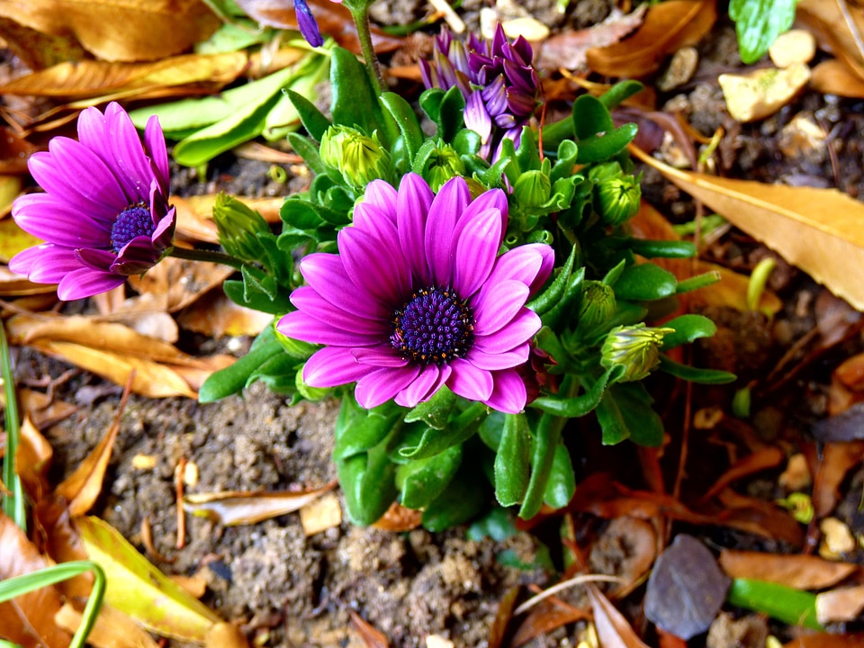 Blossom botany floral