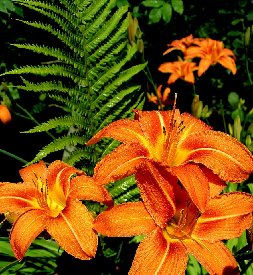 Garden plant flower