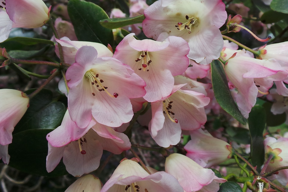 Blossom bloom petals