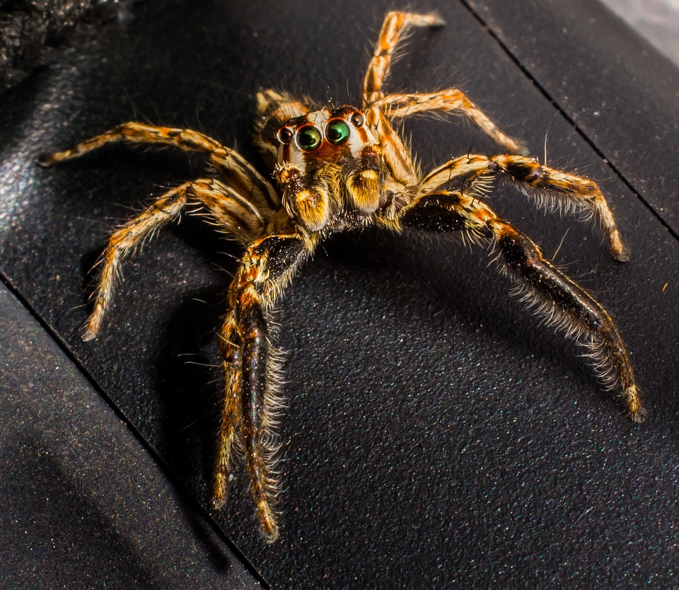 Spider insect close up