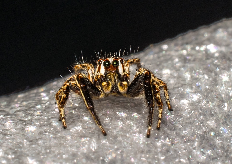 Spider insect close up