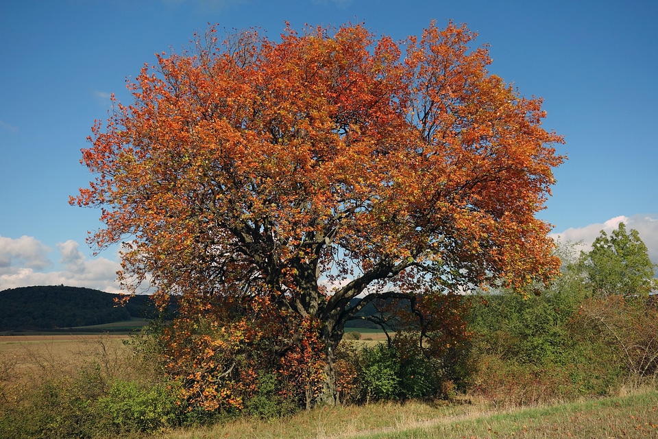 Clouds tree isolated