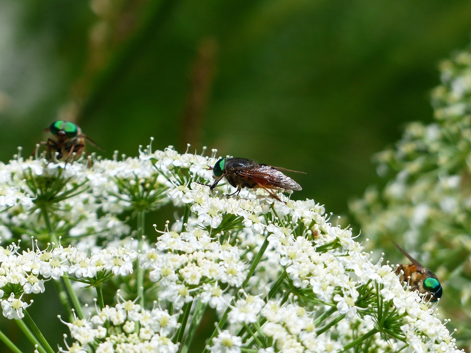 Insect tabanus bovinus fly art