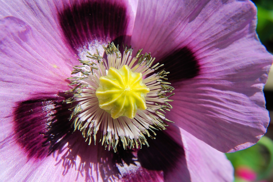 Purple close up section photo