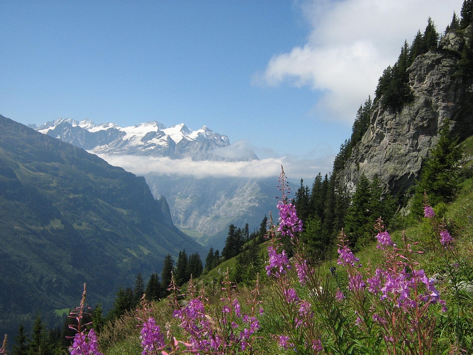 Fireweed snow rocks