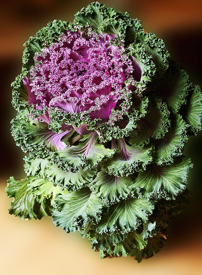 Cabbage a vegetable vegetables