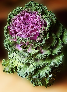 Cabbage a vegetable vegetables
