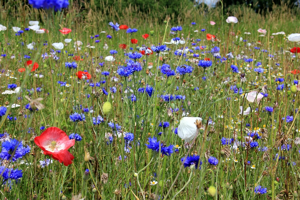 Grass flower meadow wild flowers photo