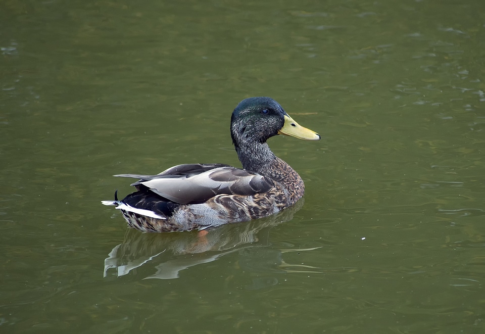 Lake park wild life