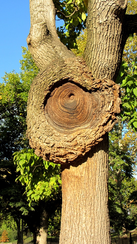 Tree tribe knothole