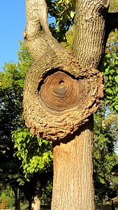 Tree tribe knothole