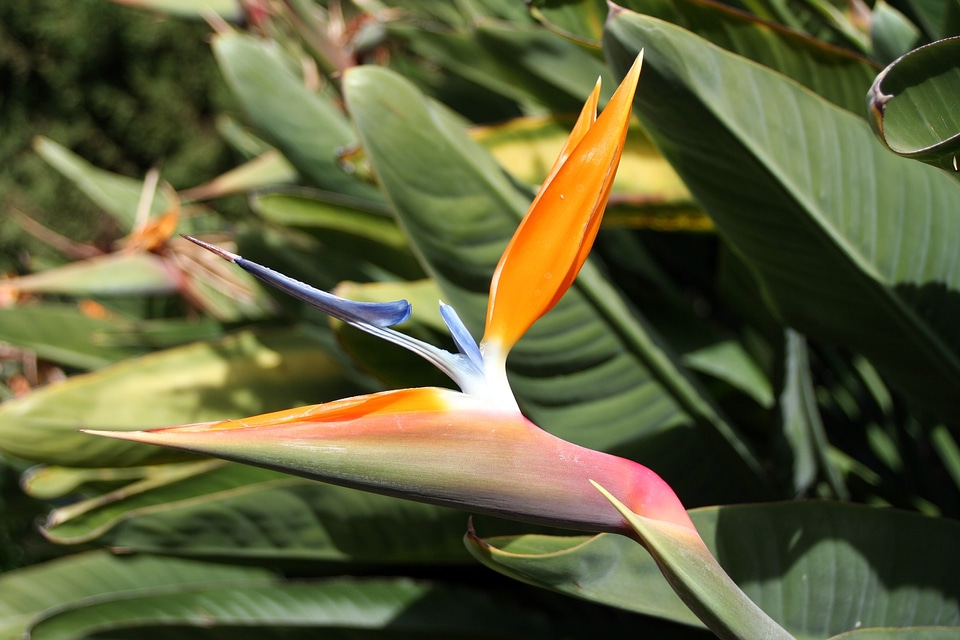 Exotic canary islands tenerife photo