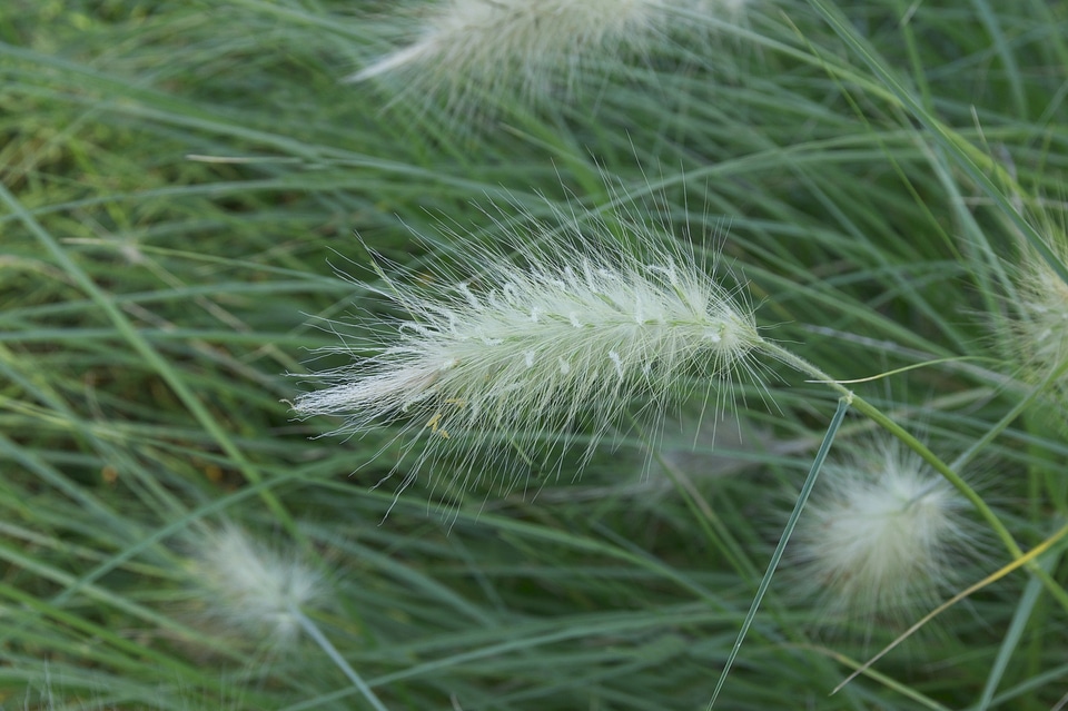 Blades of grass soft greenery