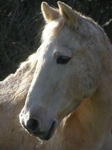 Animal equestrian equine photo