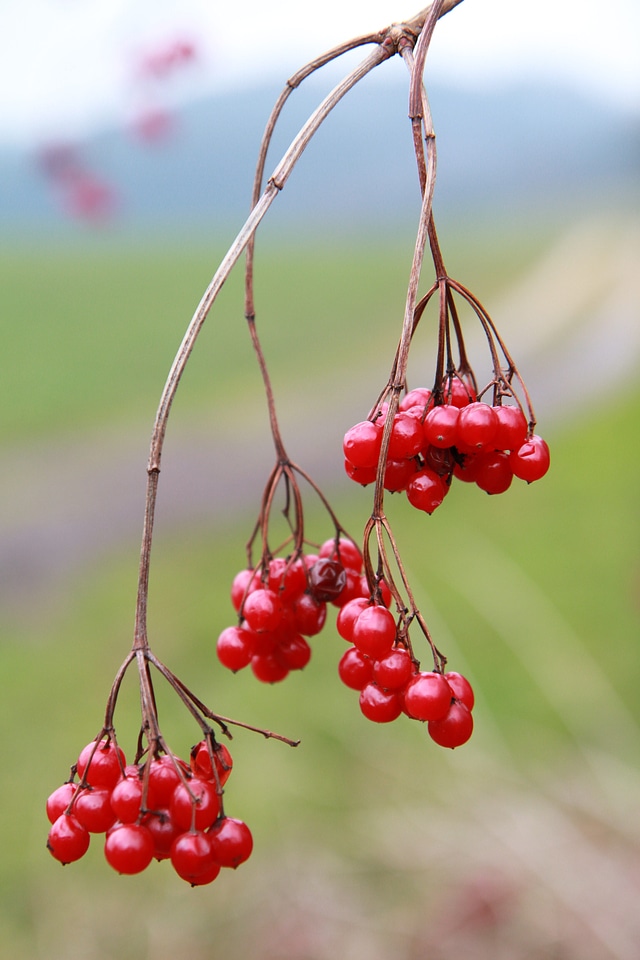 Juicy food ripe photo