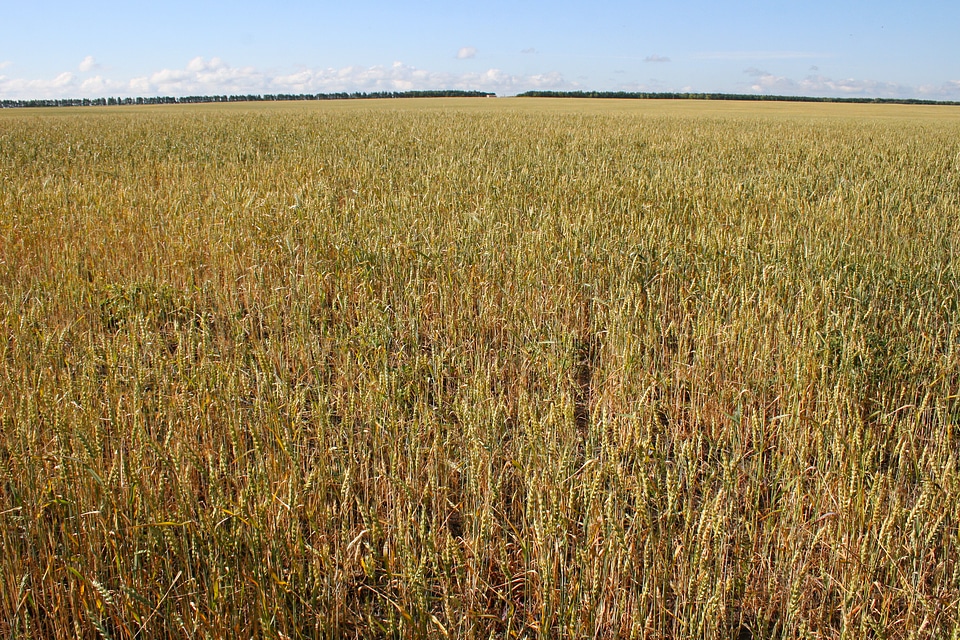 Wheat