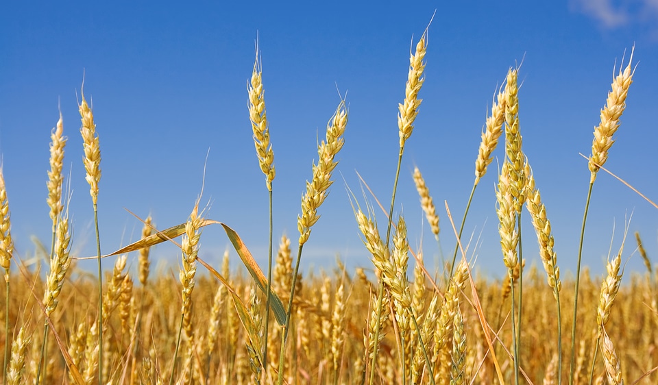 Wheat before harvest
