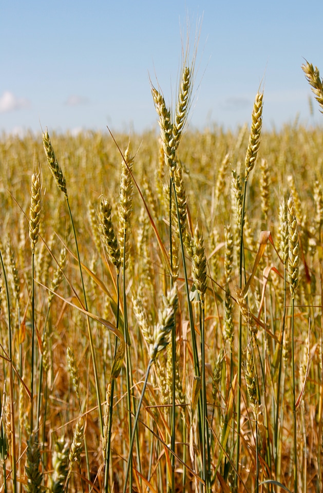 Wheat