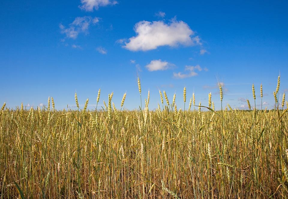 Wheat