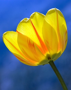 Yellow spring flowers photo