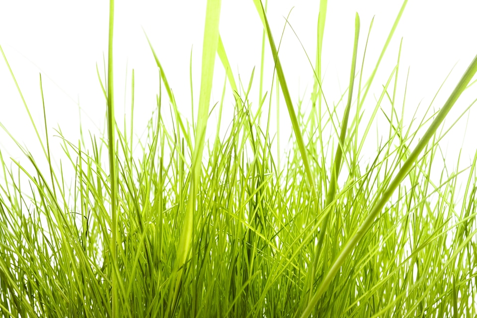 Tall Green Isolated Grass