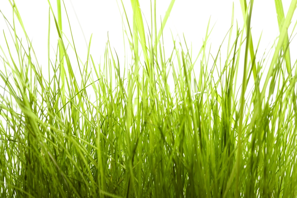 Tall Grass Background