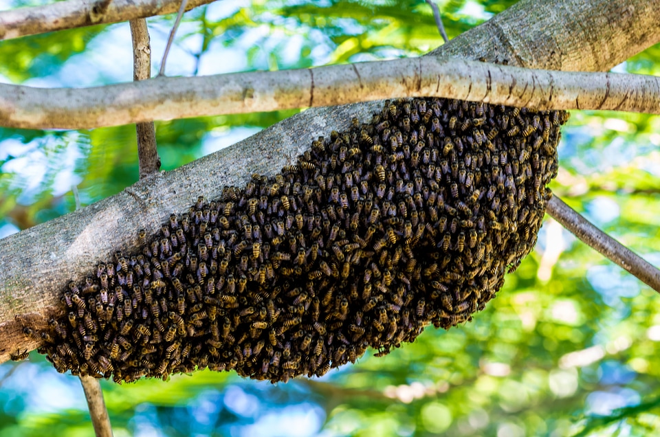 Hiking bees bees hive