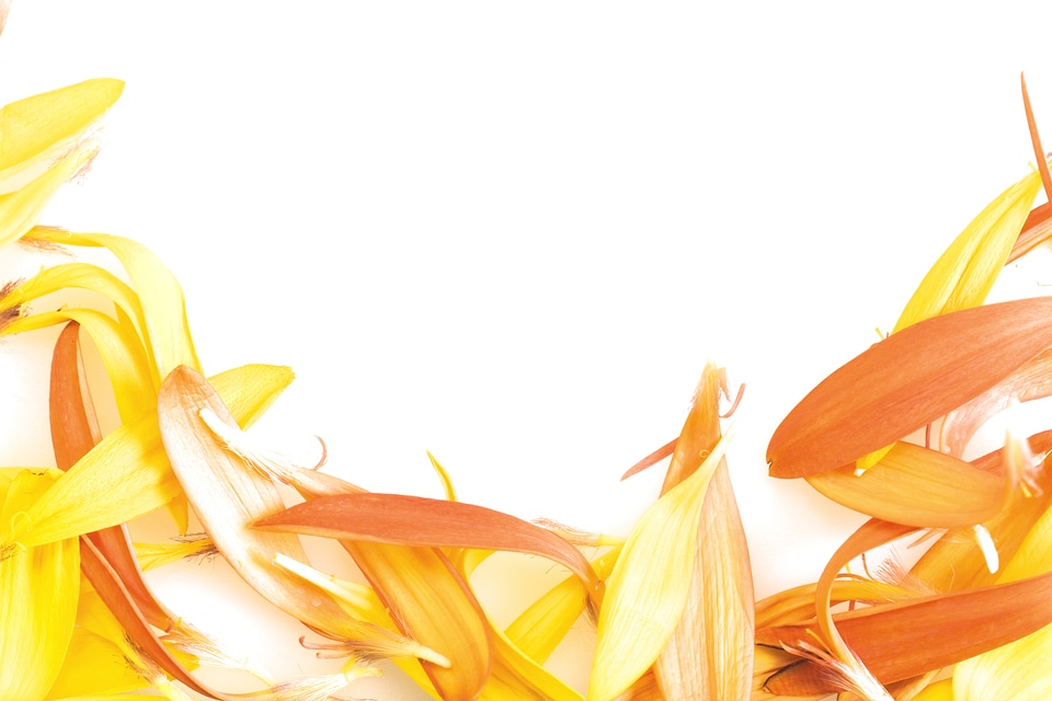 Flower Petals Border
