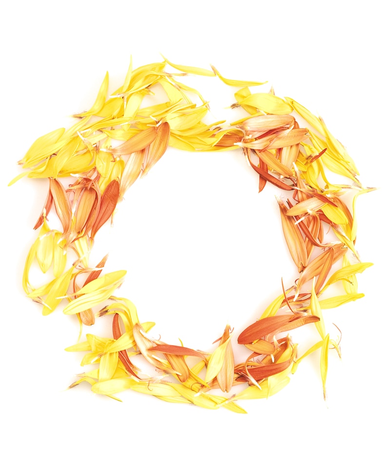 Flower petals circle