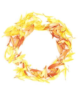 Flower petals circle