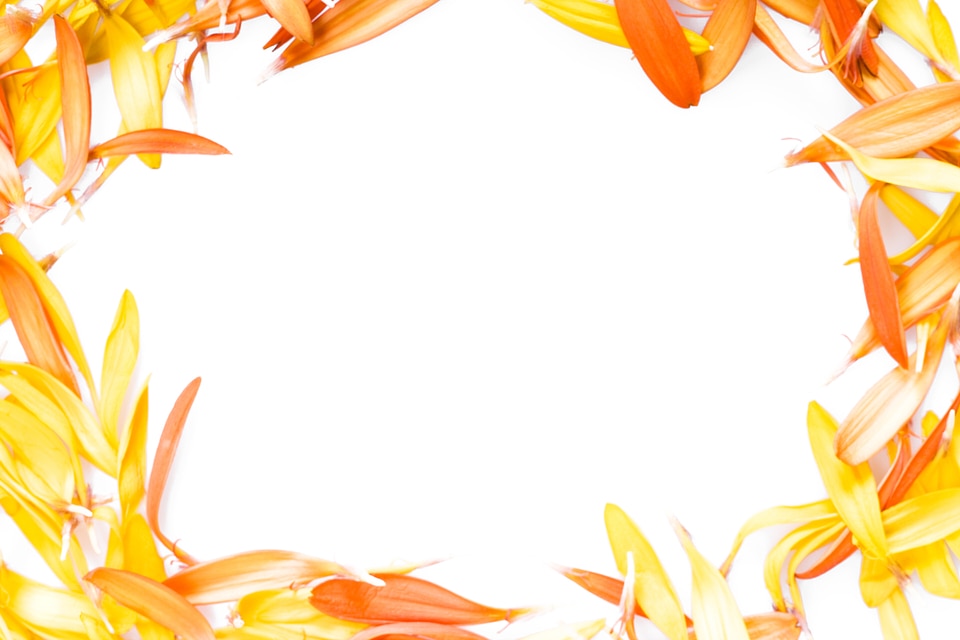 Daisy Petals Frame