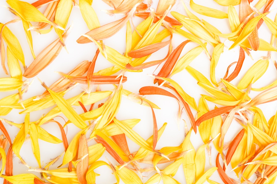 Yellow and Orange Petals