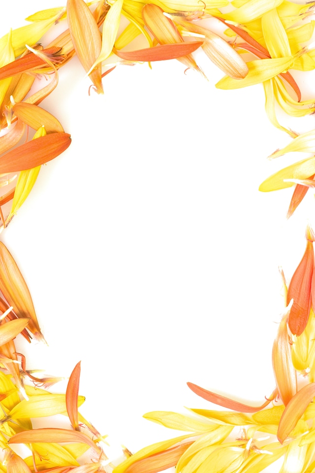 Frame from flower petals