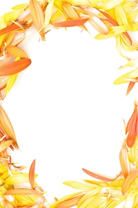 Frame from flower petals