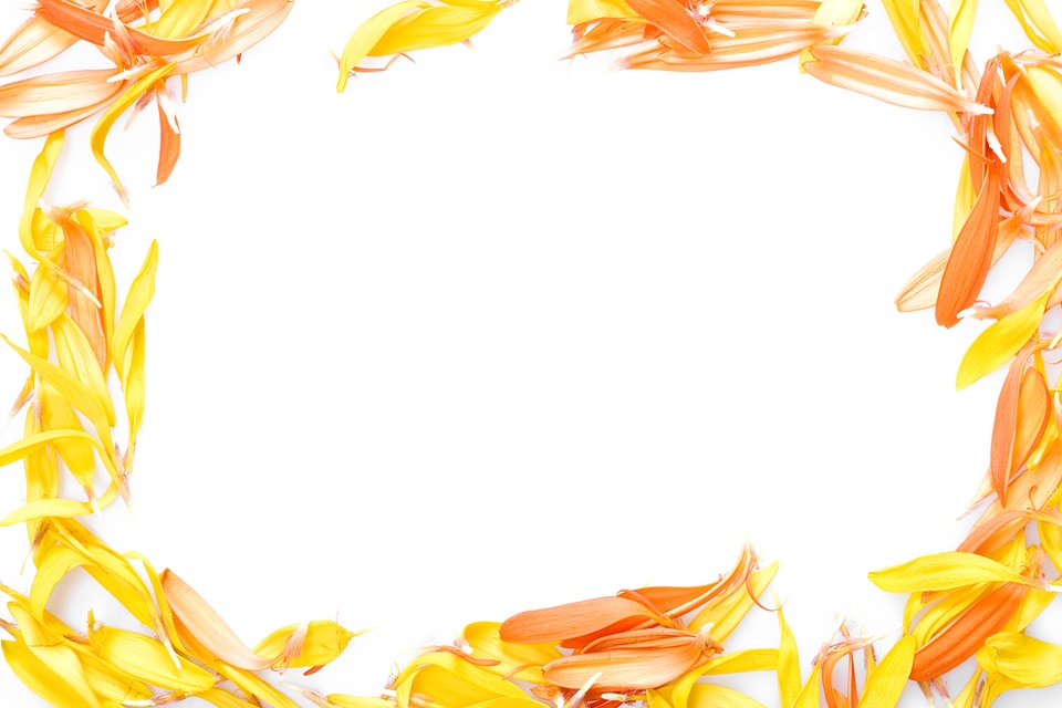 Flower Petals Frame