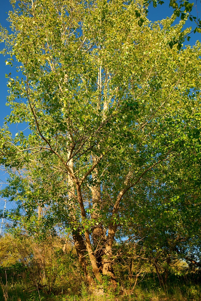 Nature scene