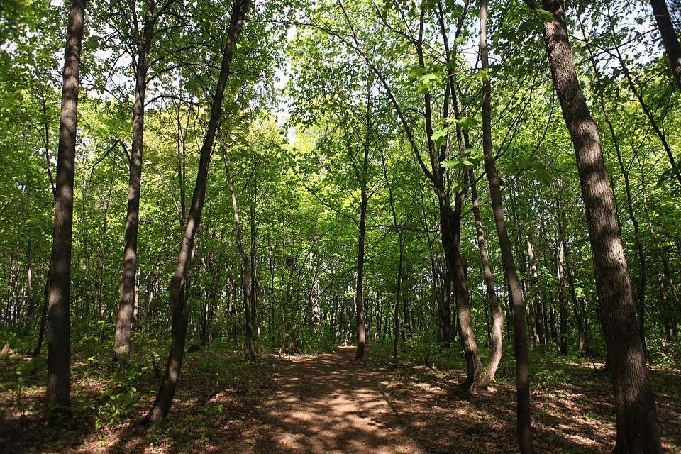 nature scene