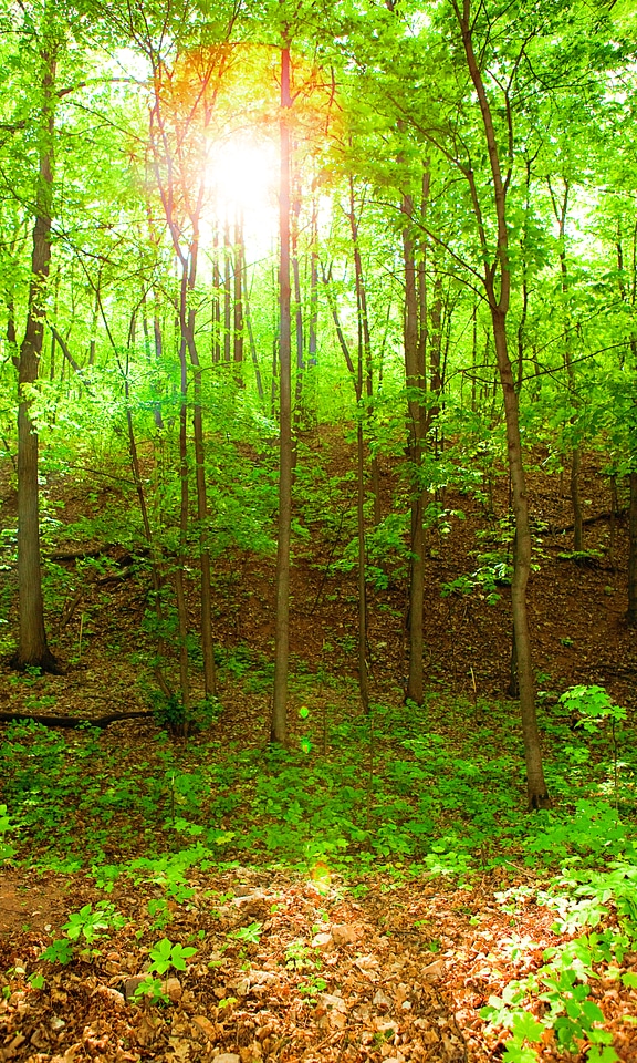 Nature scene