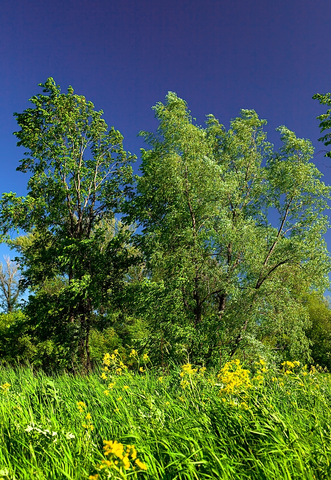 Nature scene