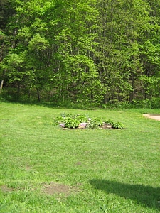 Nature scene