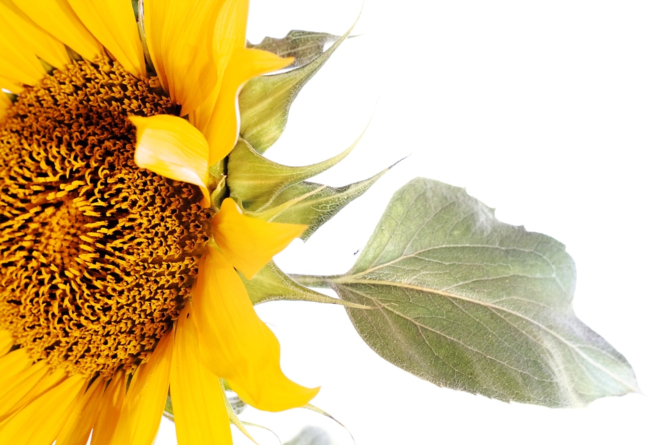 Yellow Sunflower Closeup