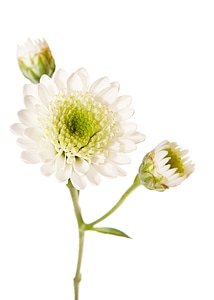 White isolated flower photo