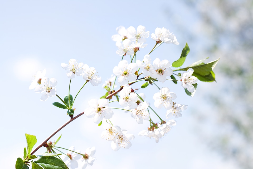 Beautiful Spring Flowers
