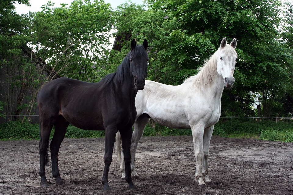 Black white animals