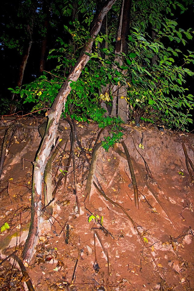 Forest scene