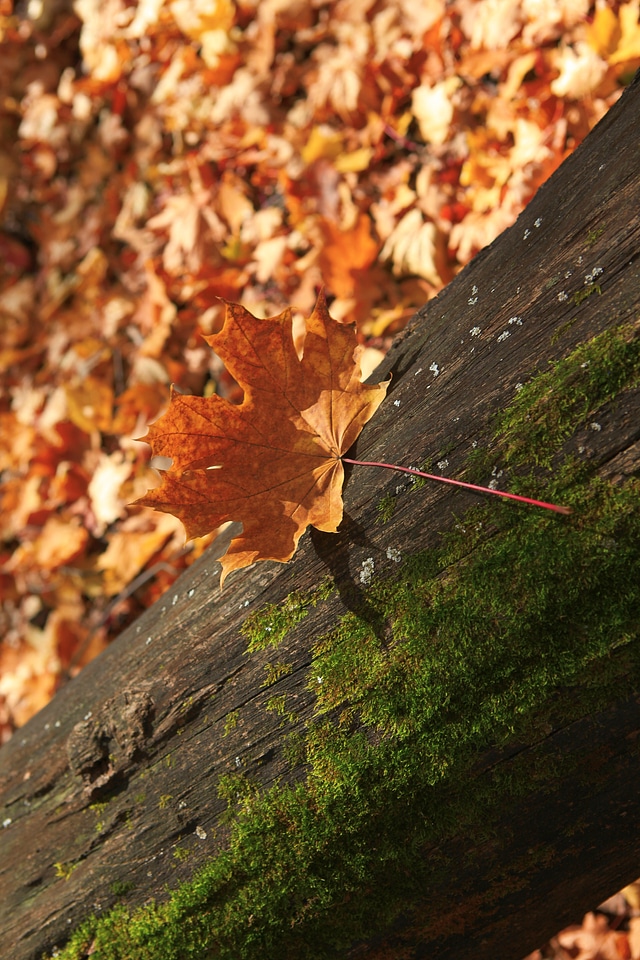 Autumn scene