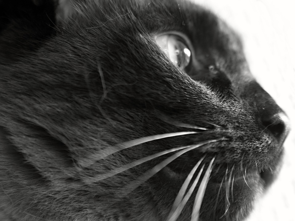 Kitty cat face cute